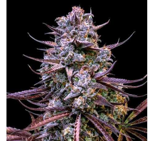 Банановий Пурпурний Пунш (Auto.Fem.) 1 шт. (дрібне насіння!) / Banana Purple Punch 2026 
